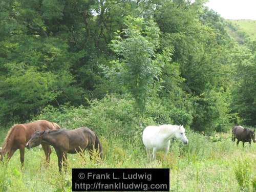 Horses
